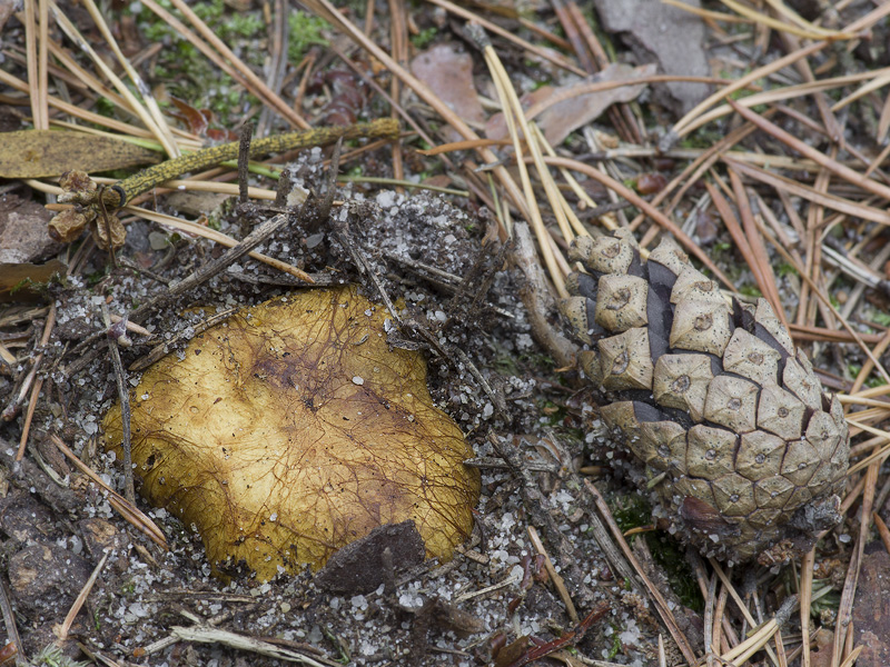 Rhizopogon verii